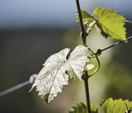 Weinreben, © Marco Rothbrust