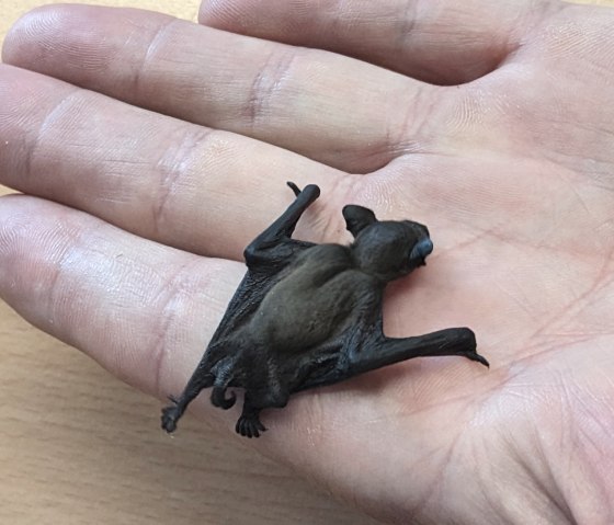 Naturschutz zum Anfassen: Markus Thies hatte eine kleine Fledermaus in Pflege und musste sie regelmäßig füttern. Daher brachte er sie zur Deutsch-Belgischen Naturpark Akademie mit., © Anne Derks