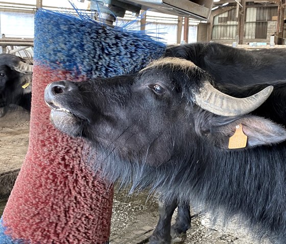 Wasserb&uuml;ffel Stall, &copy; Zukunftsinitiative Eifel / Eifel Tourismus GmbH