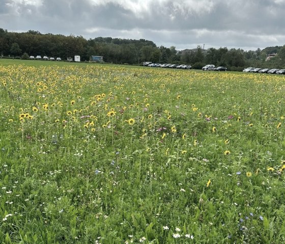 Blumenwiese, &copy; Autohaus Schaal