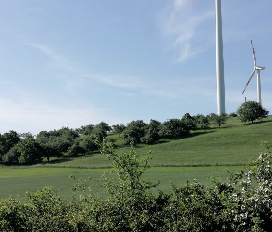 Obstbäume Familie Reichert, © Elke Reichert