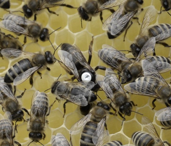 Die K&ouml;nigin wird markiert, &copy; Eifel Tourismus/Petra Grebe