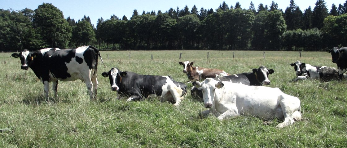 Die K&uuml;he grasen bei den Frankes auf der Wiese, &copy; Franke GbR