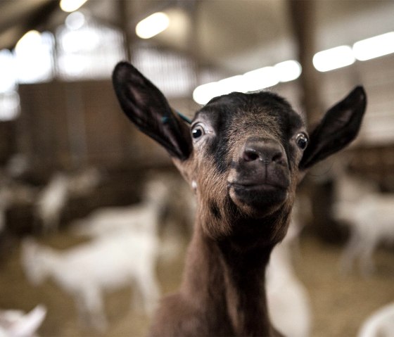 Vulkanhof Ziegen, © Andreas Goltz | phormat.de