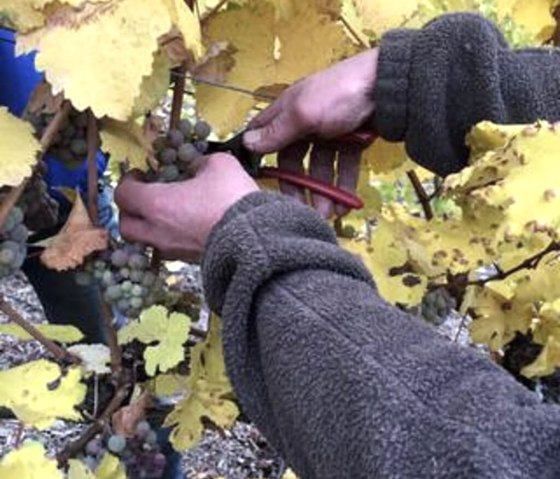 Traubenlese L&uuml;tticken, &copy; Tourist-Information Wittlich Stadt & Land