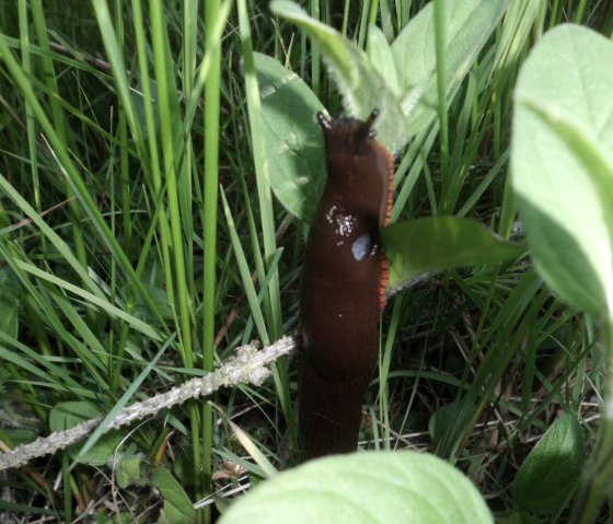 Entdecken beim Waldspaziergang