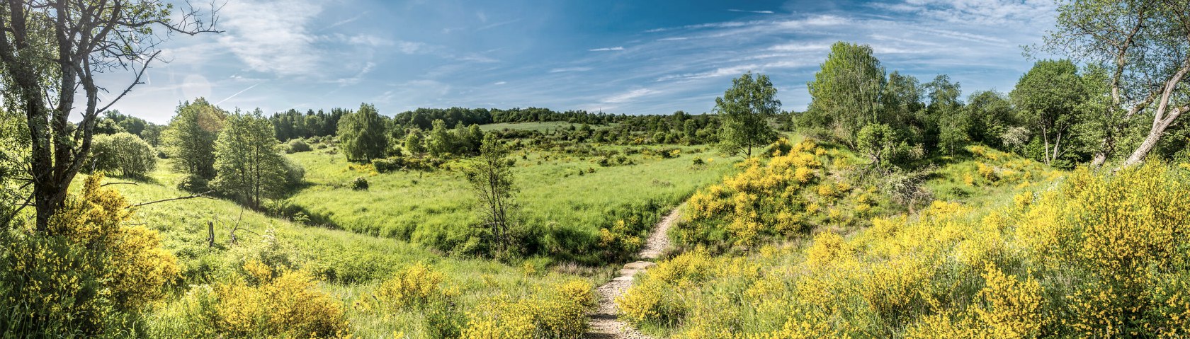 Die Zeit der Ginsterblüte lädt zum Wandern in der Umgebung ein, © Eifel Tourismus GmbH/Dominik Ketz