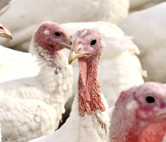 Puter, &copy; Pixabay