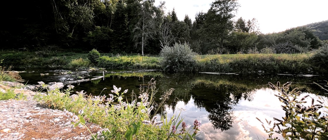 Bl&uuml;hwiese, &copy; S&uuml;deifel Camping