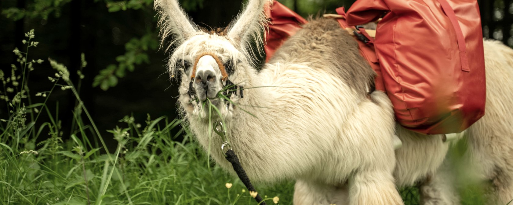 Ein Lama frisst in den Pausen gerne am Wegesrand, &copy; nomad