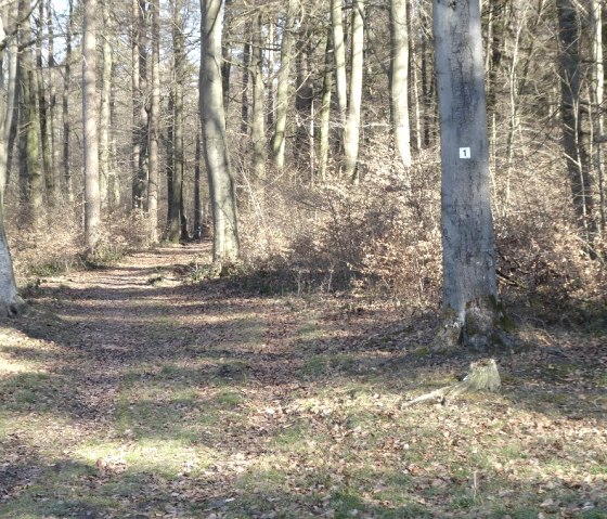 Ein Waldweg mit Laub bedeckt, umgeben von hohen B&auml;umen. Ein Baum hat eine Markierung mit der Nummer 1., &copy; Eifelverein OG Speicher