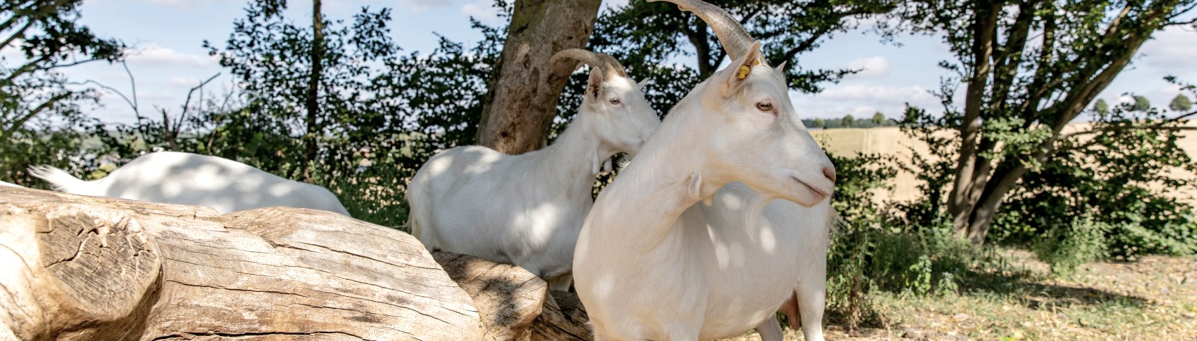 Die Ziegen haben viel Auslauf, &copy; Phormat