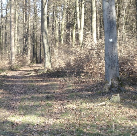 Ein Waldweg mit Laub bedeckt, umgeben von hohen B&auml;umen. Ein Baum hat eine Markierung mit der Nummer 1., &copy; Eifelverein OG Speicher