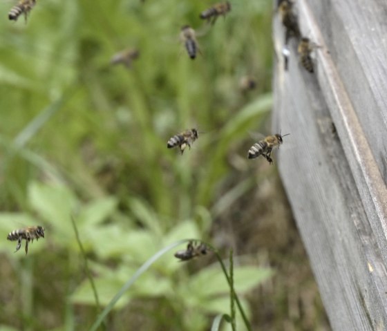 Bienen beim Anflug , &copy; Eifel Tourismus/Petra Grebe