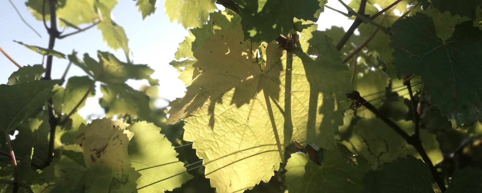 Trauben, &copy; Deutsch LuxemburgischeTourist Info