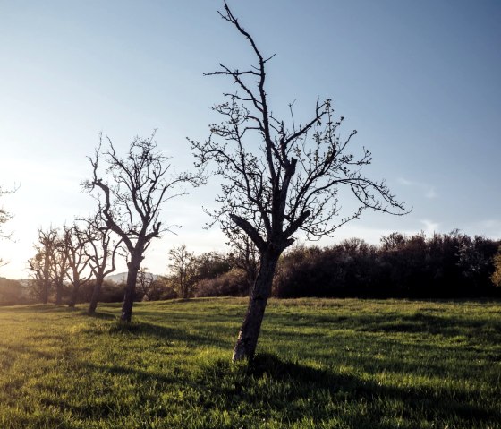 Streuobstwiese_Foto, © Andreas Hesse
