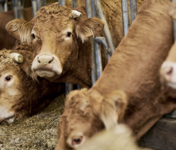 Im Stall des Hofes, &copy; T&ouml;mmelhof