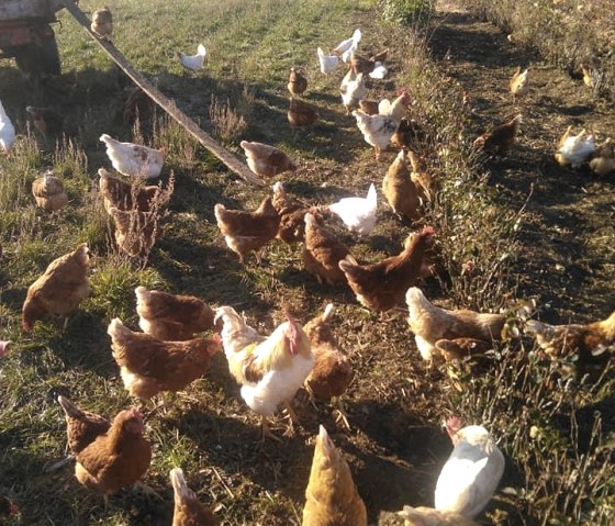 Rosen- und Beerengarten 5, &copy; https://www.facebook.com/Rosen-und-Beerengarten-11