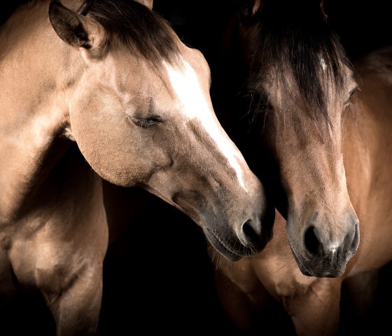 Tierfotografie, &copy; Markus Roeb Fotografie und Design