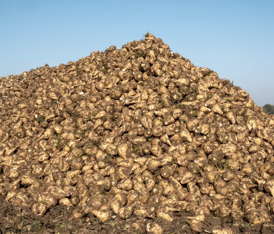 R&uuml;ben, &copy; Pfeifer &amp; Langen GmbH &amp; Co. KG