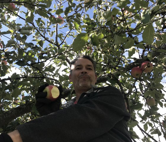 Obsternte, © Fam Hahn