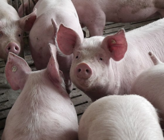 Schweine Lamberty, &copy; Regionalmarke EIFEL
