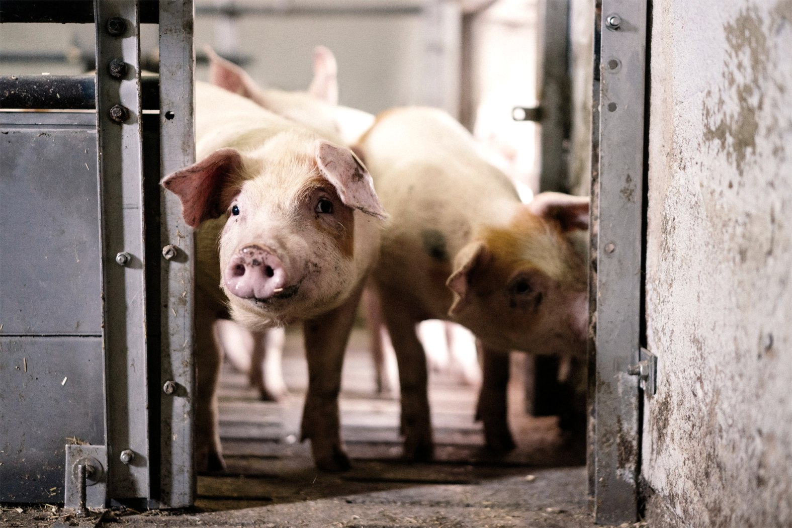 Platz zum Laufen und Spielen, &copy; Zukunftsinitiative Eifel (c) Lars May