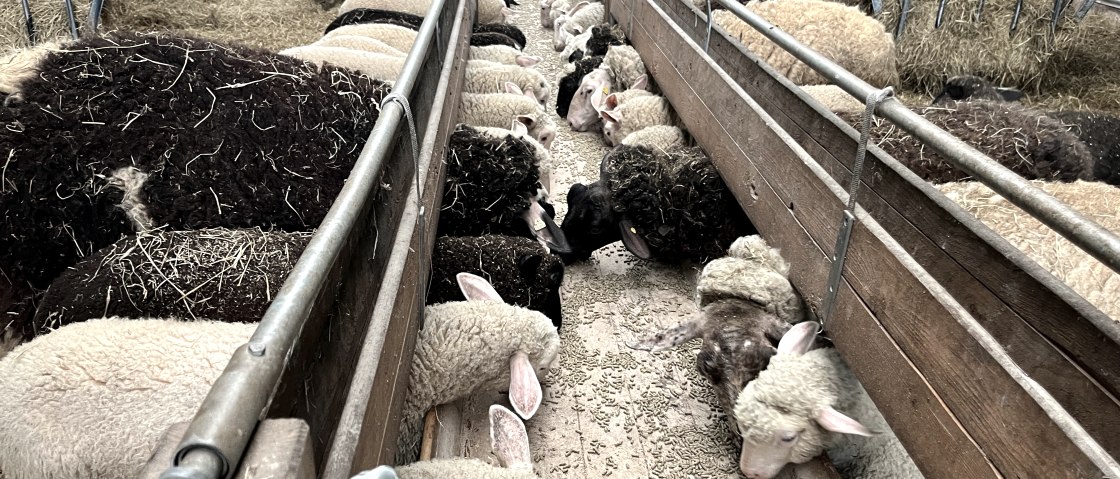 Die Schafe bei der F&uuml;tterung, &copy; Eifel Tourismus GmbH/Angelika Koch