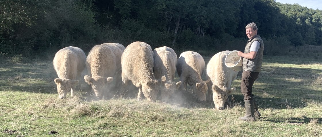 Herde beim Füttern, © Hofgut Sachsen-Wagner