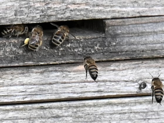 Bienen beim Einflug in den Stock, &copy; Eifel Tourismus/Petra Grebe