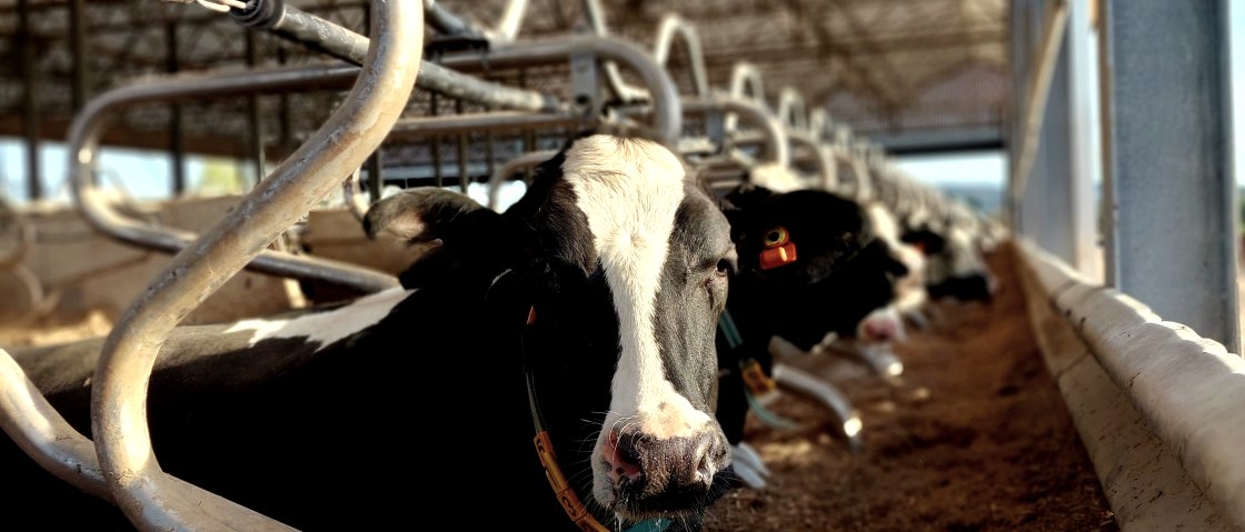 Im Stall, &copy; Sonja Tobias/Engelshof