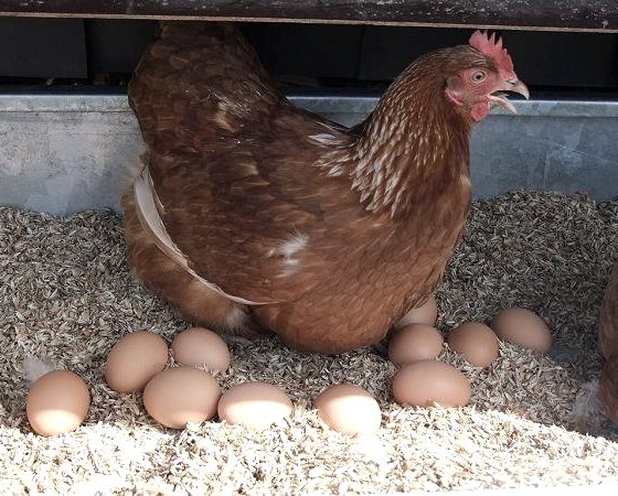 H&uuml;hner vom &Ouml;kohof, &copy; &Ouml;kohof Halfmann