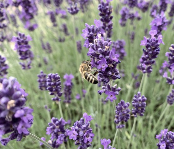Die Bienen fliegen im eigenen Lavendel., &copy; Familie Es Sebti