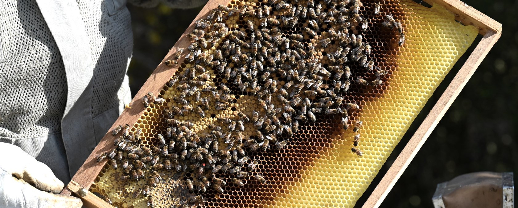 Eine Wabe mit Bienen, © Eifel Tourismus/Petra Grebe