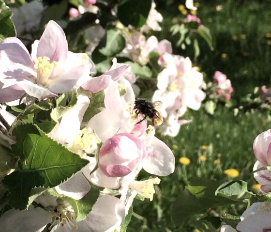 Apfelbluete-Foto, &copy; Eifel Tourismus GmbH