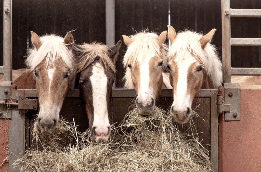 Stuten auf dem Hof, &copy; Tanja Kessler