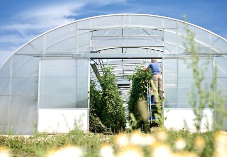 S&uuml;deifeler Tomaten, &copy; Marx-Lieser GbR